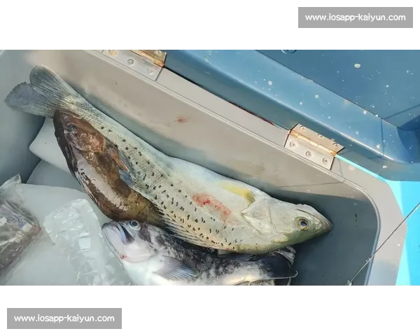 岱山海钓者意外发现：不同鱼类竟有独特 “语言”，百年渔谚暗藏声学密码